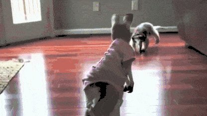 Anteater vs kangaroo