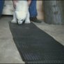 Cuteness Overload: A Baby Polar Bear Taking Its First Steps