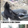 Introspective bears...