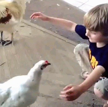 Cute Hug Between A Boy And His Pet Chicken