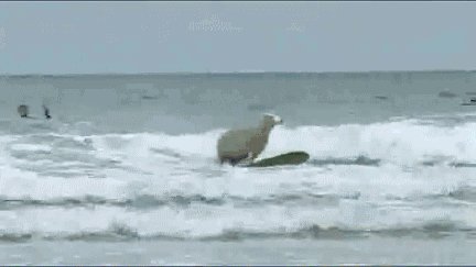 Surfing sheep