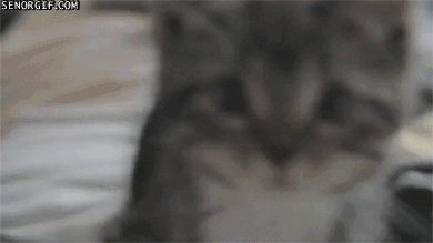 Kitty be a Pushy Cat.