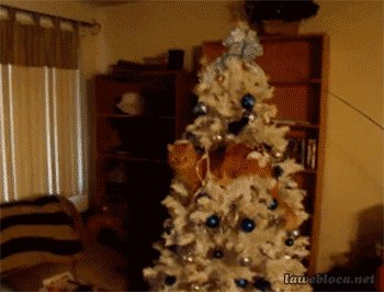 F**k you and your Christmas tree