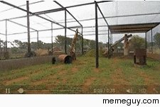 Awesome pet panther