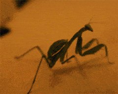 LoL mantis!