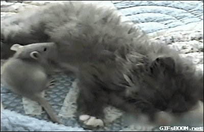 Rat snuggles with a kitten