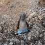 Blue-footed booby wants to meet you