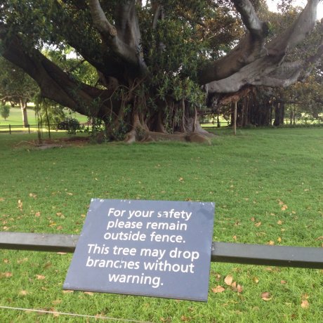 This tree doesn't fuck around