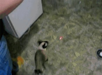 Spidercat