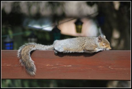My SO's mum found this squirrel sleeping in her garden