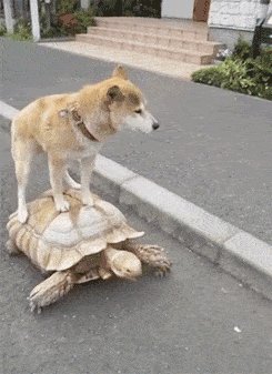 FASTER! FASTER!