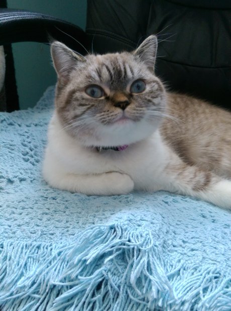 Scuba smugly smiling at the camera.