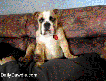 It\'s Been a Rough Day For This Tired Bulldog..