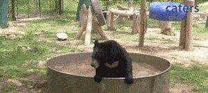 Bear cooling down