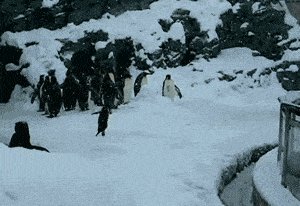 Happiest penguin ever