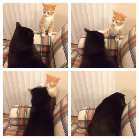 My 7 week old kitten learning the facts of life.