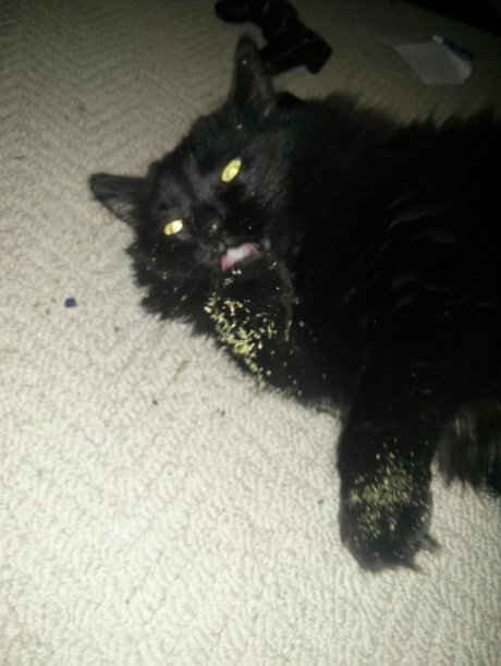 I think my cat has a drug problem...