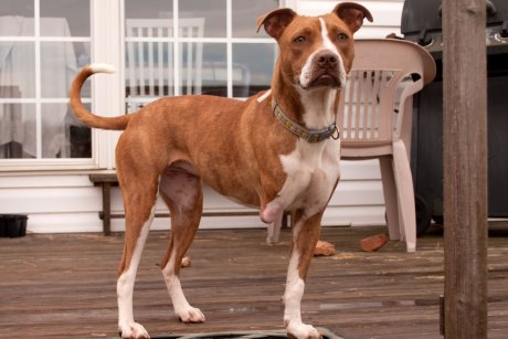 We just adopted this fine girl