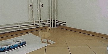 No more gifs until you finish all of your food