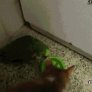Parrot and Cat Fighting Over Food