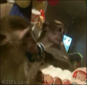 Monkey looks into a mirror