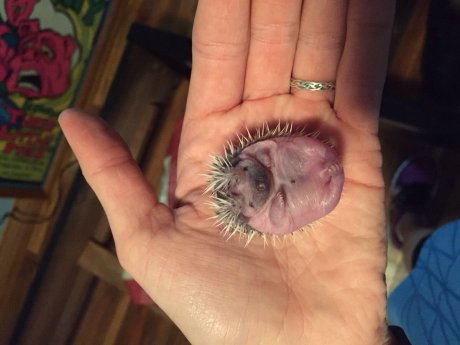 My hedgehog just had babies