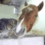 Cat and horse are unlikely friends.