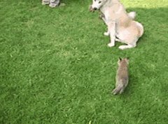 Two adopted foxes and their adorable step mom.