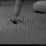 Do not mess with spiders