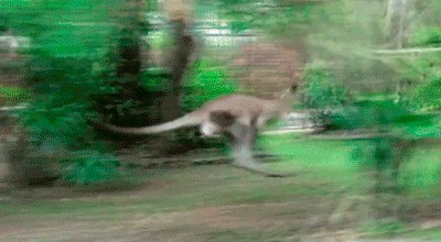 Kangaroo slipping