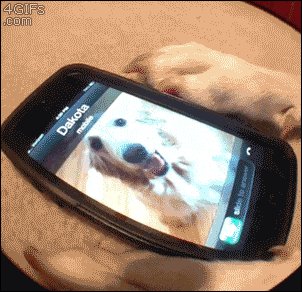Dogs car booty call