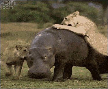 Hippo don’t care. Hippo got things to do.