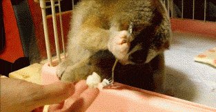 This is possibly the cutest thing I have seen in my life