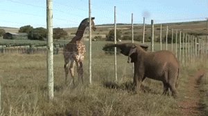 An Elephant Hitting a Giraffe on the Head.
