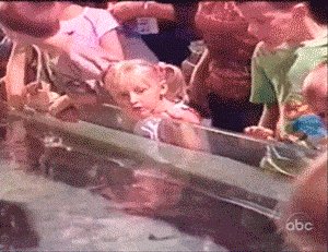 A stingray attempts to kiss a little girl