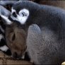 Kangaroo cuddles with lemur