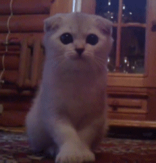 Hilariously Cute GIF Of A Kitten Trying To Be A Vicious attacker