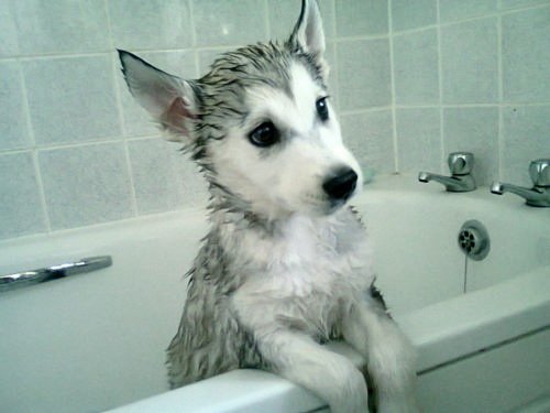 Husky Puppy Just Out The Bath