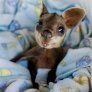 Little 'Roo