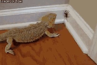 This Spider Got Eaten Good