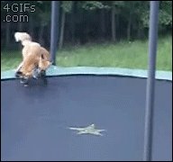 Fight! Fight! Wait?