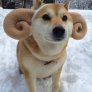 Doge ram