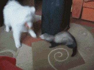 Ferret's Smart Play