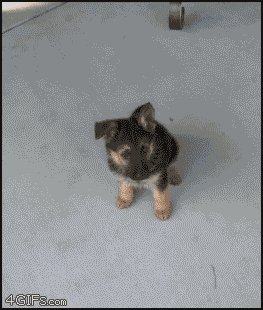 From A Pup To A Full Grown Dog. Incredible Animated Time Lapse