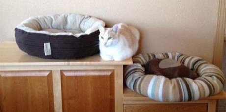 Cat logic.