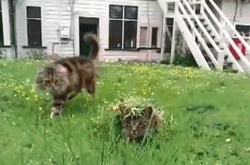 Camo Kitty