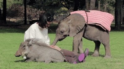 Casual day with a baby elephant and a warthog.