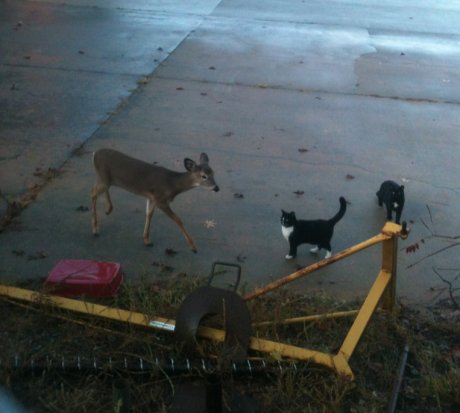 Saw an interesting group of friends this morning