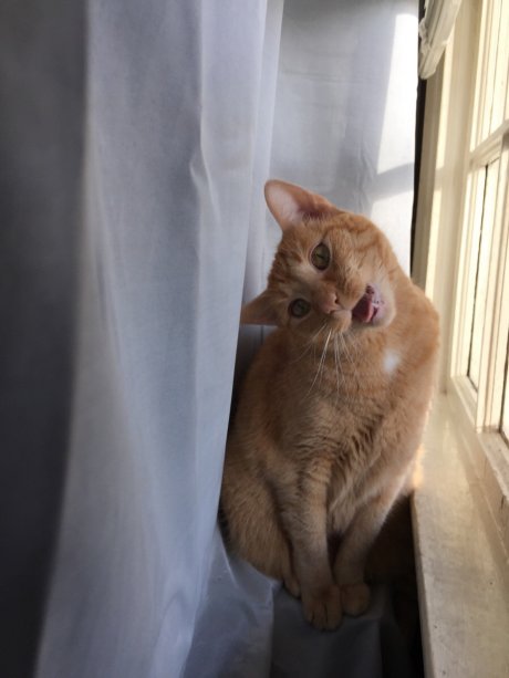 Caught my wife's cat in the window with this face.