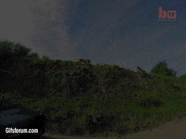Leaping lion catches antelope mid-air